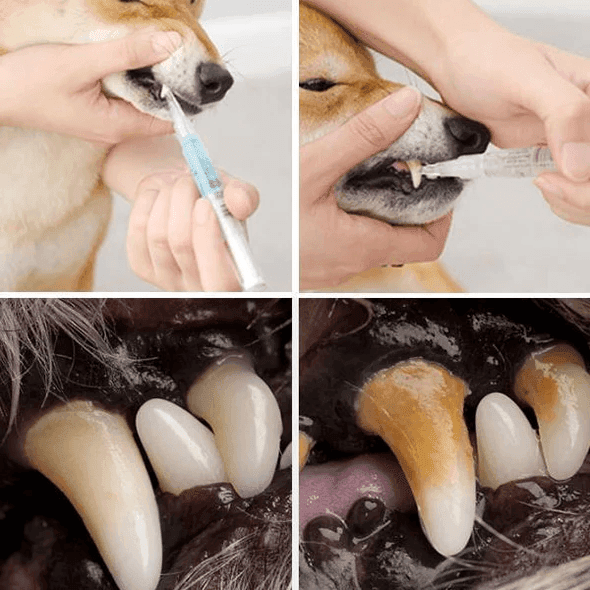 Pet's Teeth Health By Repairing and Preventing Disease