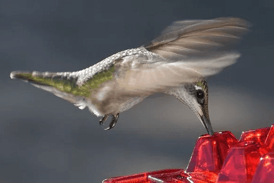 Ant Proof Hummingbird Feeder Outdoor Hanging Perch