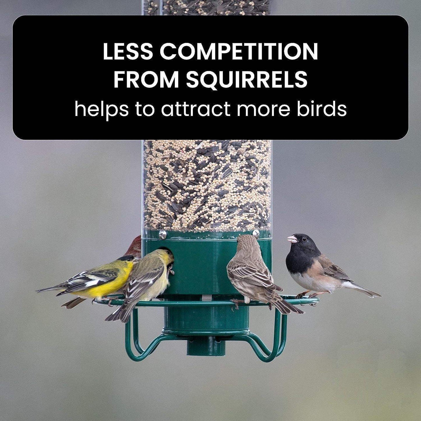 Squirrel-Proof Bird Feeder