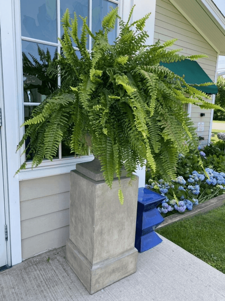 UV Resistant Lifelike Artificial Boston Fern For Outdoors